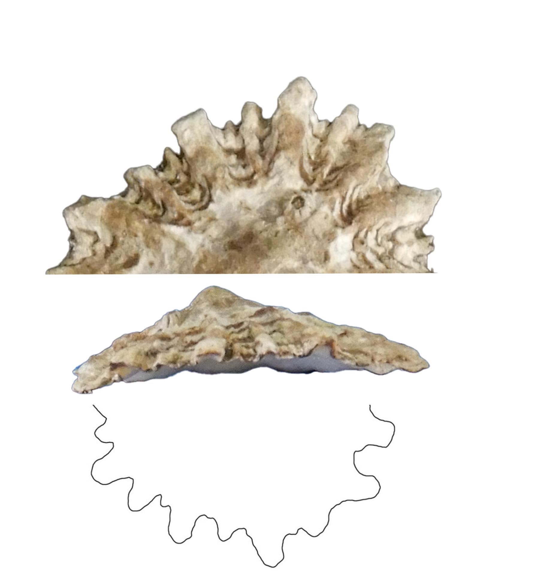 Image of Lamarcki 1
