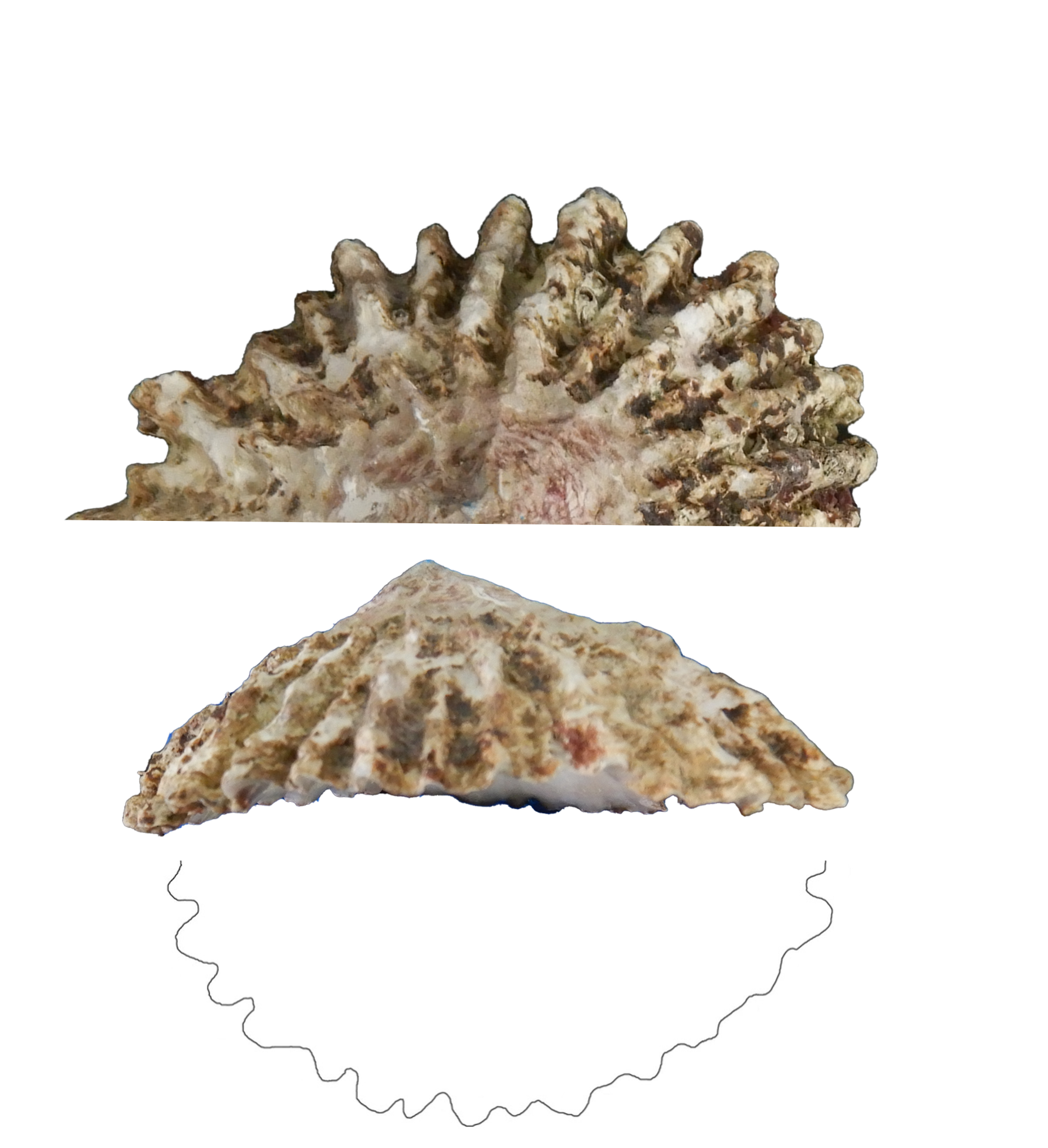 Image of Rouxi 1