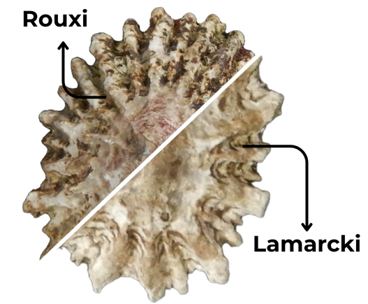 Image of Rouxi lamarcki