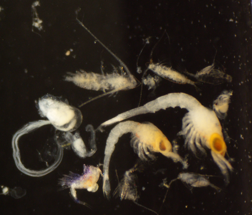 Image of Photo 1 plankton