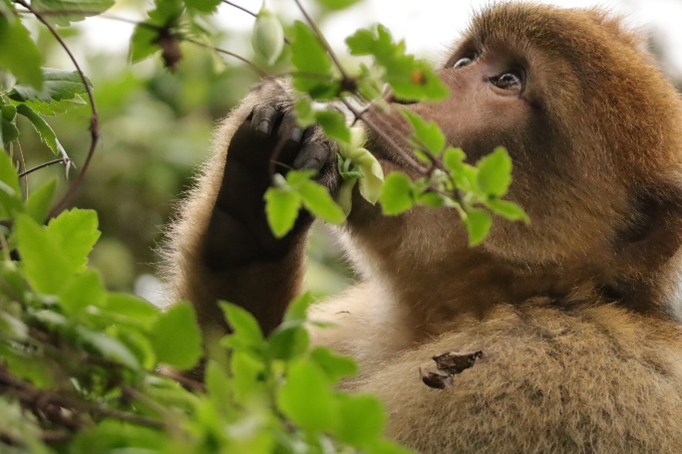 Image of Developing a Comprehensive Scientific Management System for the Gibraltar Barbary Macaques