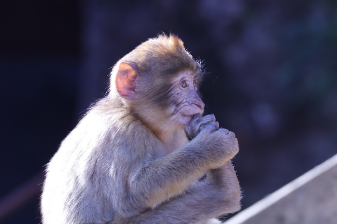 Image of Pic 4 baby monkey