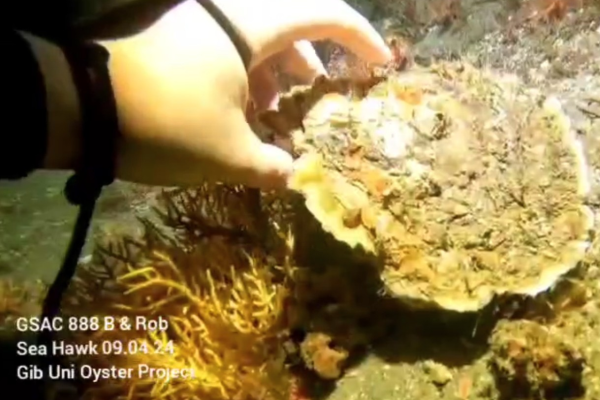Gibraltar Dpl00057 Oyster Sighting