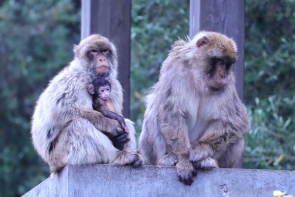Gibraltar Dplus217 Group